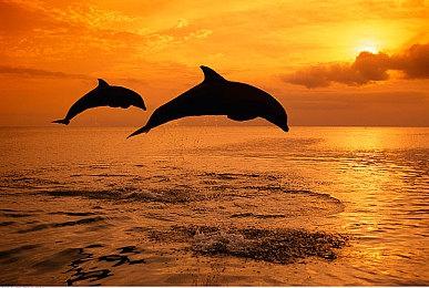 任天堂和谷歌收到传票 需为微软对抗FTC案提供信息